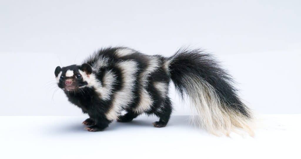 skunk decoy